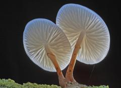 Porcelain Fungus Bolderwood New Forest